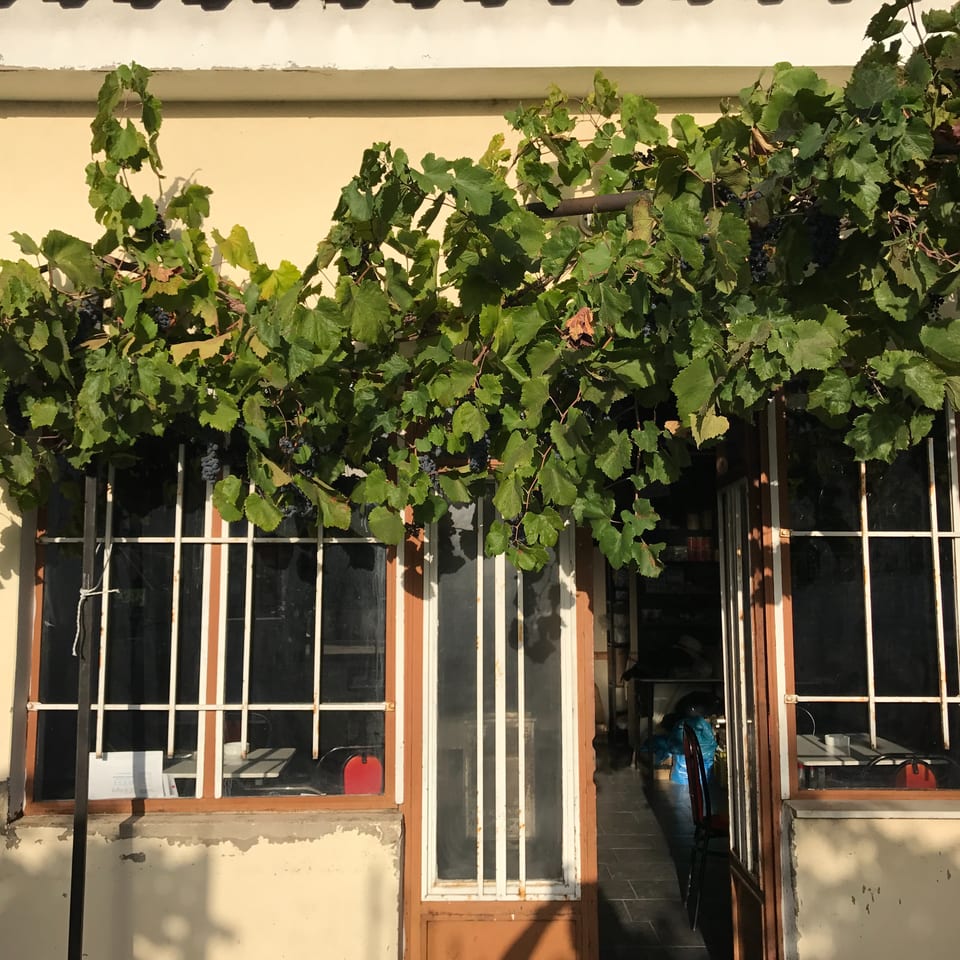 Grape vines laden with dark grapes shade the entrance and windows of a rustic restaurant.