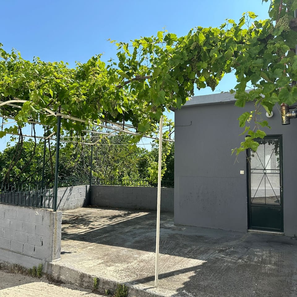 Sunny restaurant patio shaded by grapevines bearing clusters of unripe grapes beside a gray building.